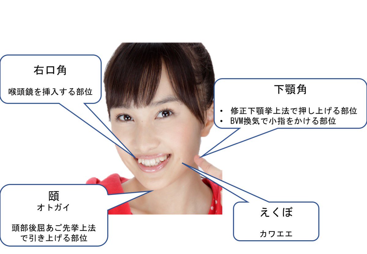 Oj V Twitter 頭部 顔面 の名称 救急救命士なら絶対に覚えておくべき顔面の部位