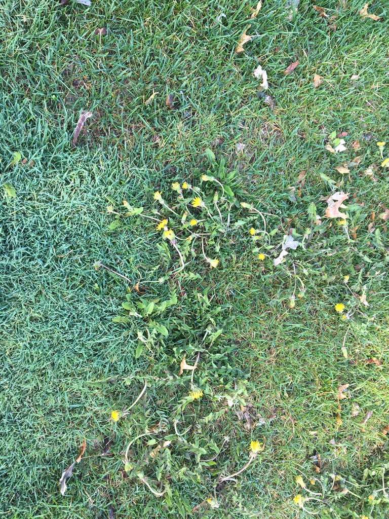 Dannnnng Gina!! Dem’ Dandis sure did get crunk of dem’ 3-D cocktails last night! 🥃😵⛳️ #YouSipISipWeSip #DimethylamineHangover #LivingTheTurfLife