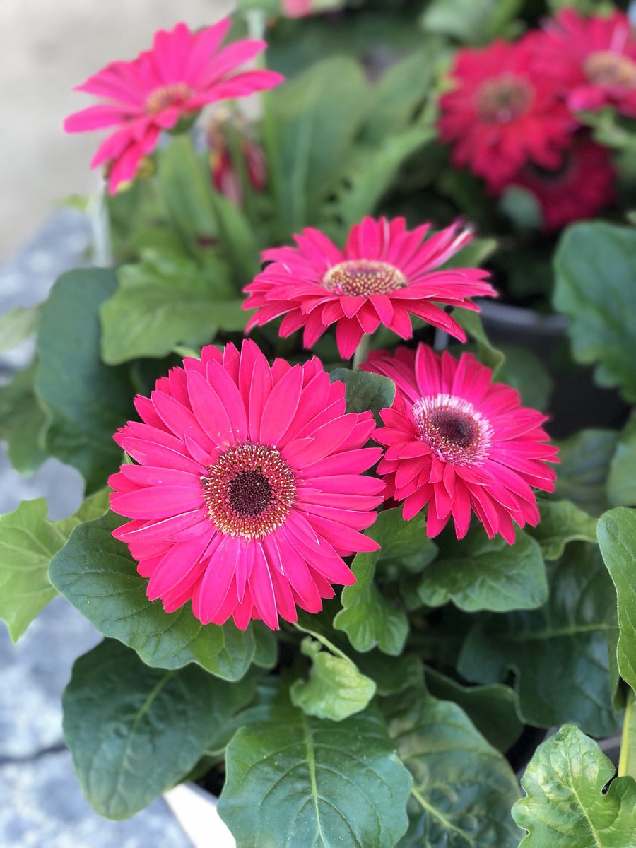 emily_vukovic's tweet image. Want your plants to look this good? #internationalcompostawarenessweek. Feed your #flowers 🌺 @weathernetwork
