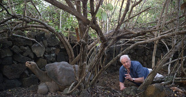 47. David Attenborough was one of the last foreign dignitaries to be hosted by Lonesome George, the extremely grumpy Pinta Island tortoise. #AttenboroughDay #Attenbirthday