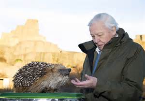 49. You don't have to be exotic or rare for David Attenborough to think you're absolutely brilliant. #AttenboroughDay #Attenbirthday