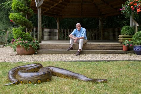 50. David Attenborough loves nature, but he also has a healthy cautious respect for it too.It is best to start off any friendship with an Anaconda as a long-distance one. #AttenboroughDay #Attenbirthday