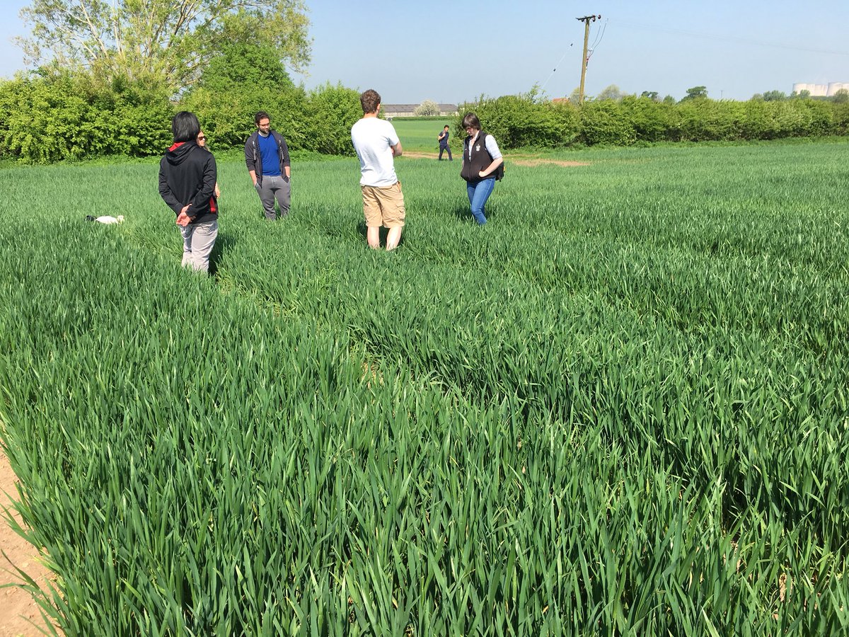 uonCereals's tweet photo. Discussing T2 options on trial plots at Sutton Bonington this morning. Plenty of septoria, at different stages of development, in the lower leaves of varieties Cougar and Gallant.
#cerealschallenge18 @velcourt @Hutchinsons_Ag @Keith_Velcourt @dick_neale https://t.co/kPrUMzKhk4