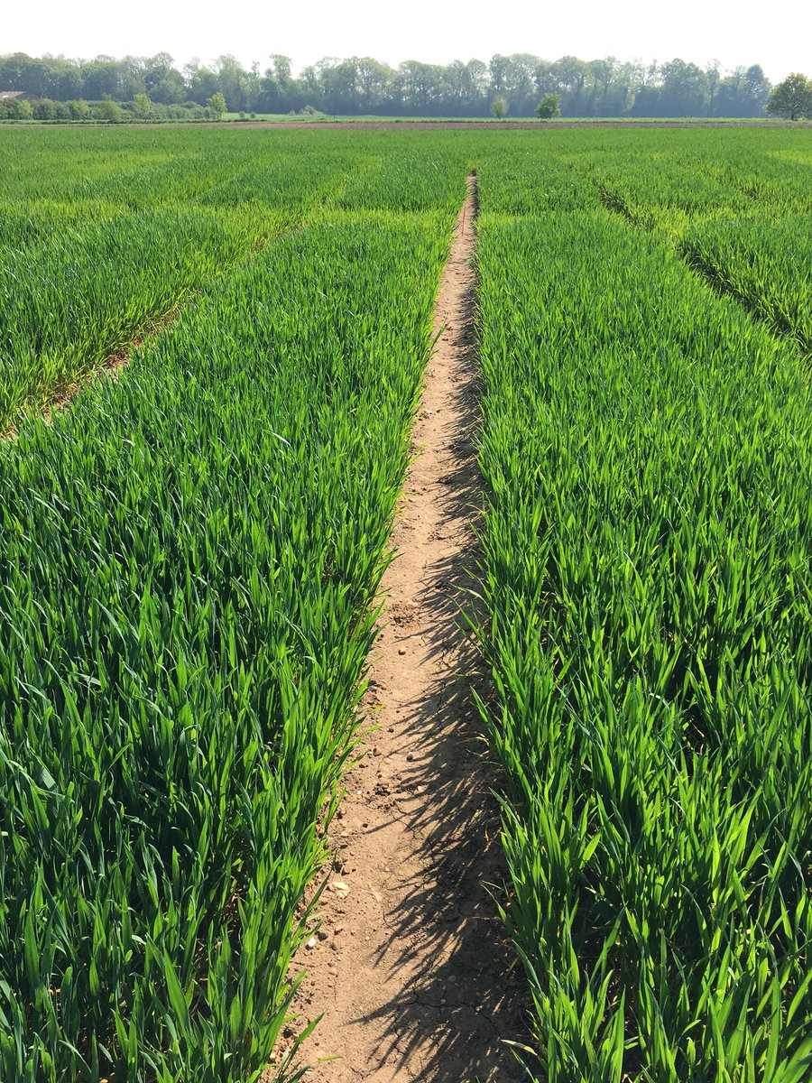 uonCereals's tweet photo. Discussing T2 options on trial plots at Sutton Bonington this morning. Plenty of septoria, at different stages of development, in the lower leaves of varieties Cougar and Gallant.
#cerealschallenge18 @velcourt @Hutchinsons_Ag @Keith_Velcourt @dick_neale https://t.co/kPrUMzKhk4