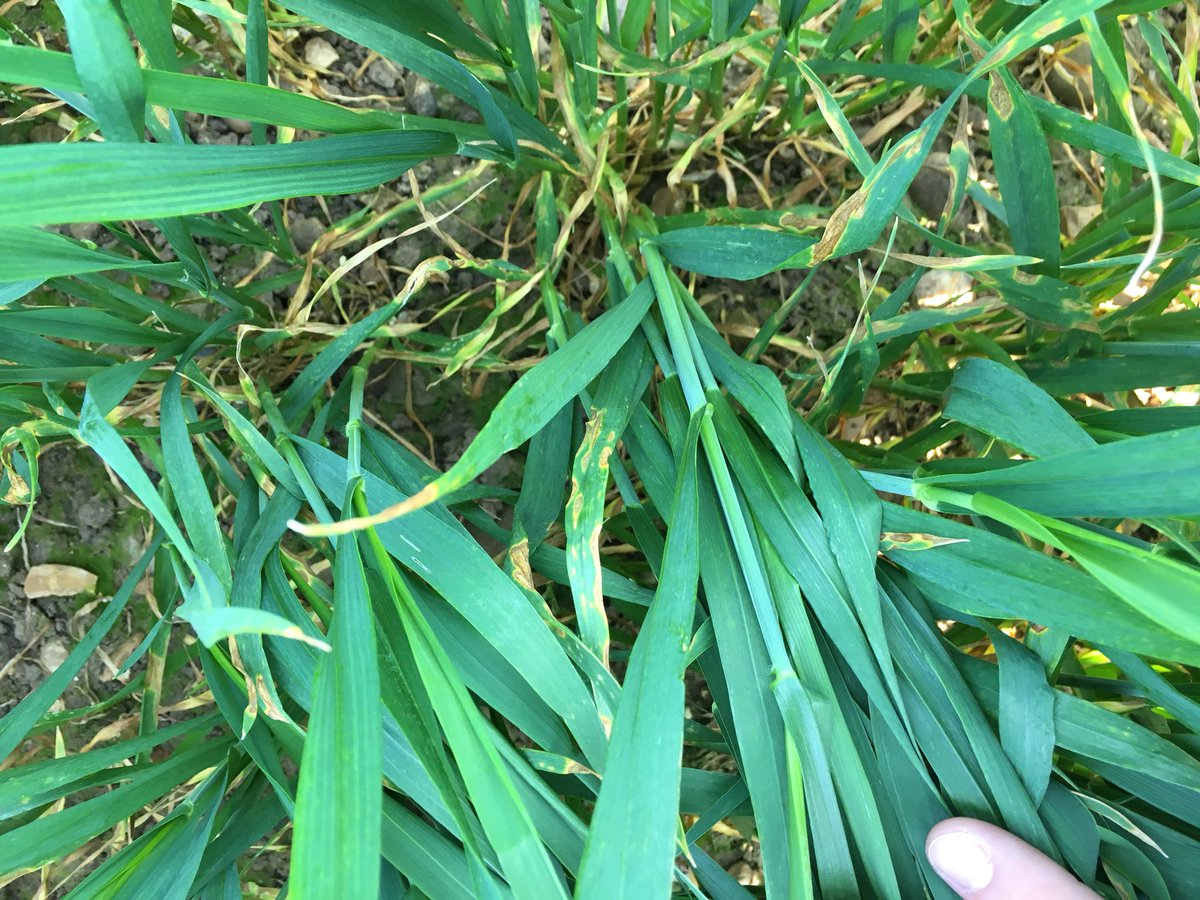 uonCereals's tweet photo. Discussing T2 options on trial plots at Sutton Bonington this morning. Plenty of septoria, at different stages of development, in the lower leaves of varieties Cougar and Gallant.
#cerealschallenge18 @velcourt @Hutchinsons_Ag @Keith_Velcourt @dick_neale https://t.co/kPrUMzKhk4