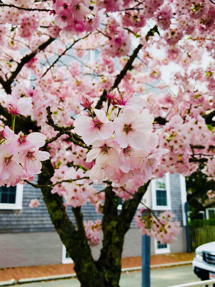 SkarDesigns's tweet photo. Cherry blossoms on Main. 🌸 #Nantucket #spring https://t.co/2XCqrVnM2A