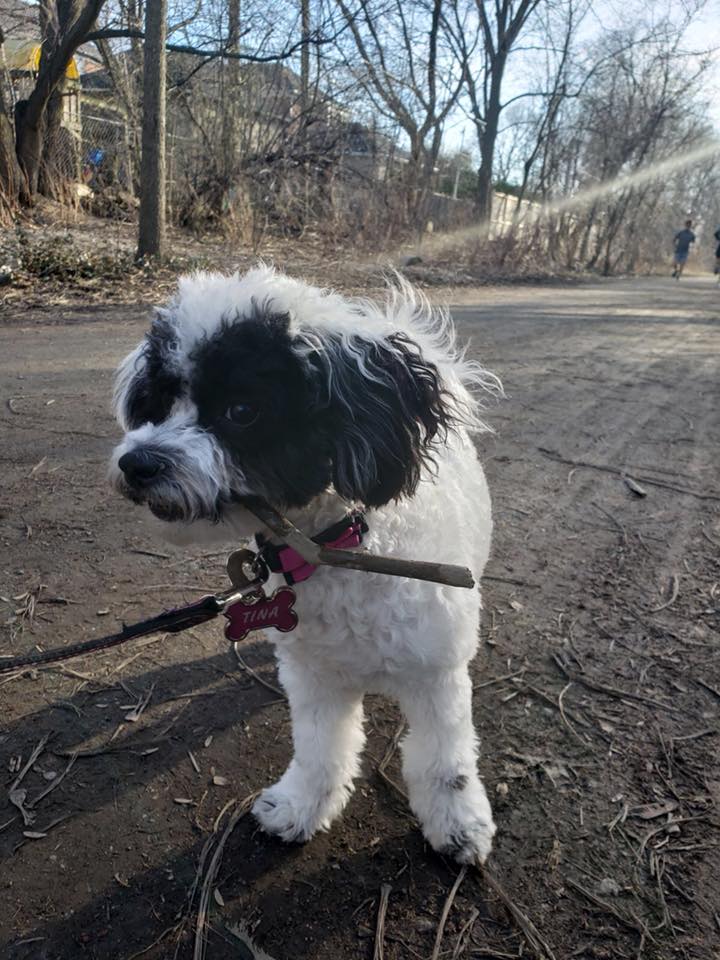 tibetan terrier kijiji