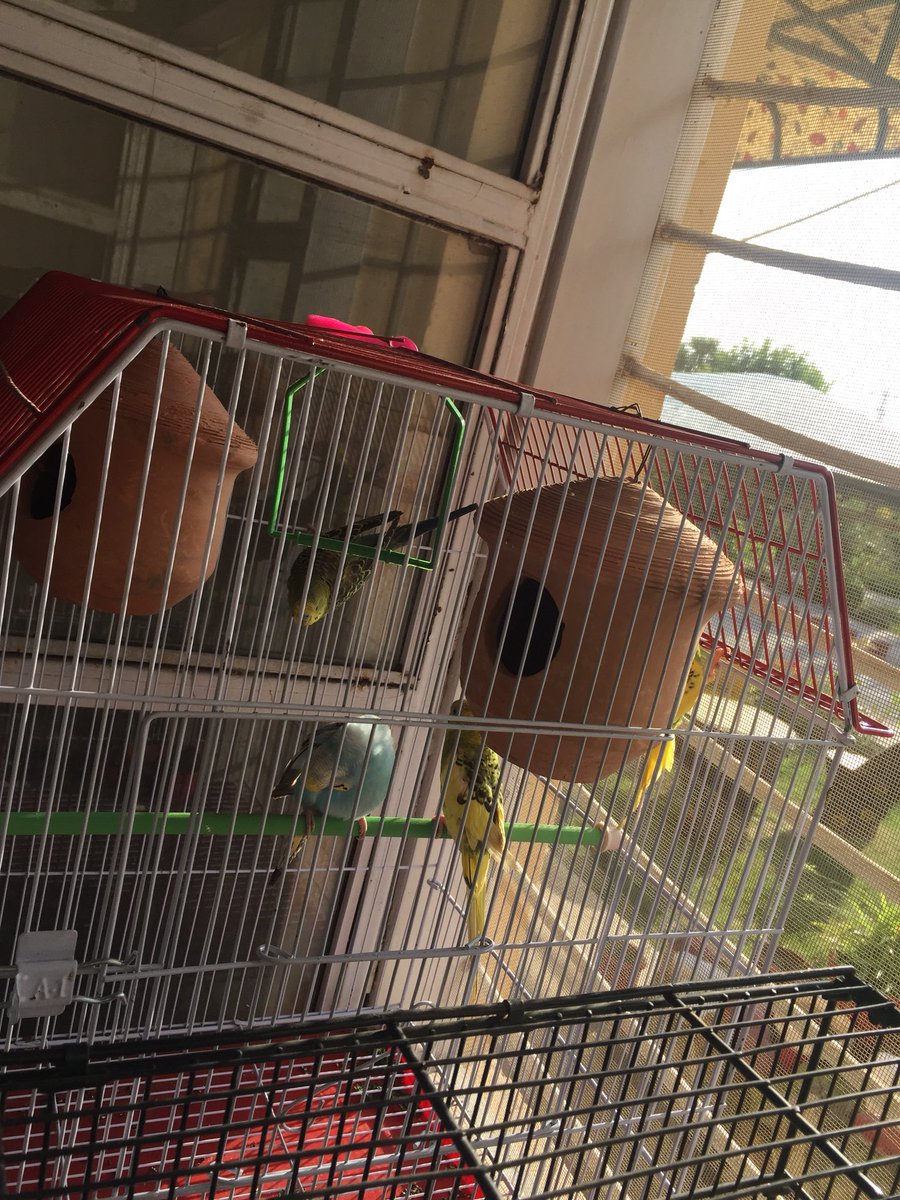 azra_yasmin's tweet photo. #myparrots๐๐๐๐ https://t.co/YqbthnMH9L