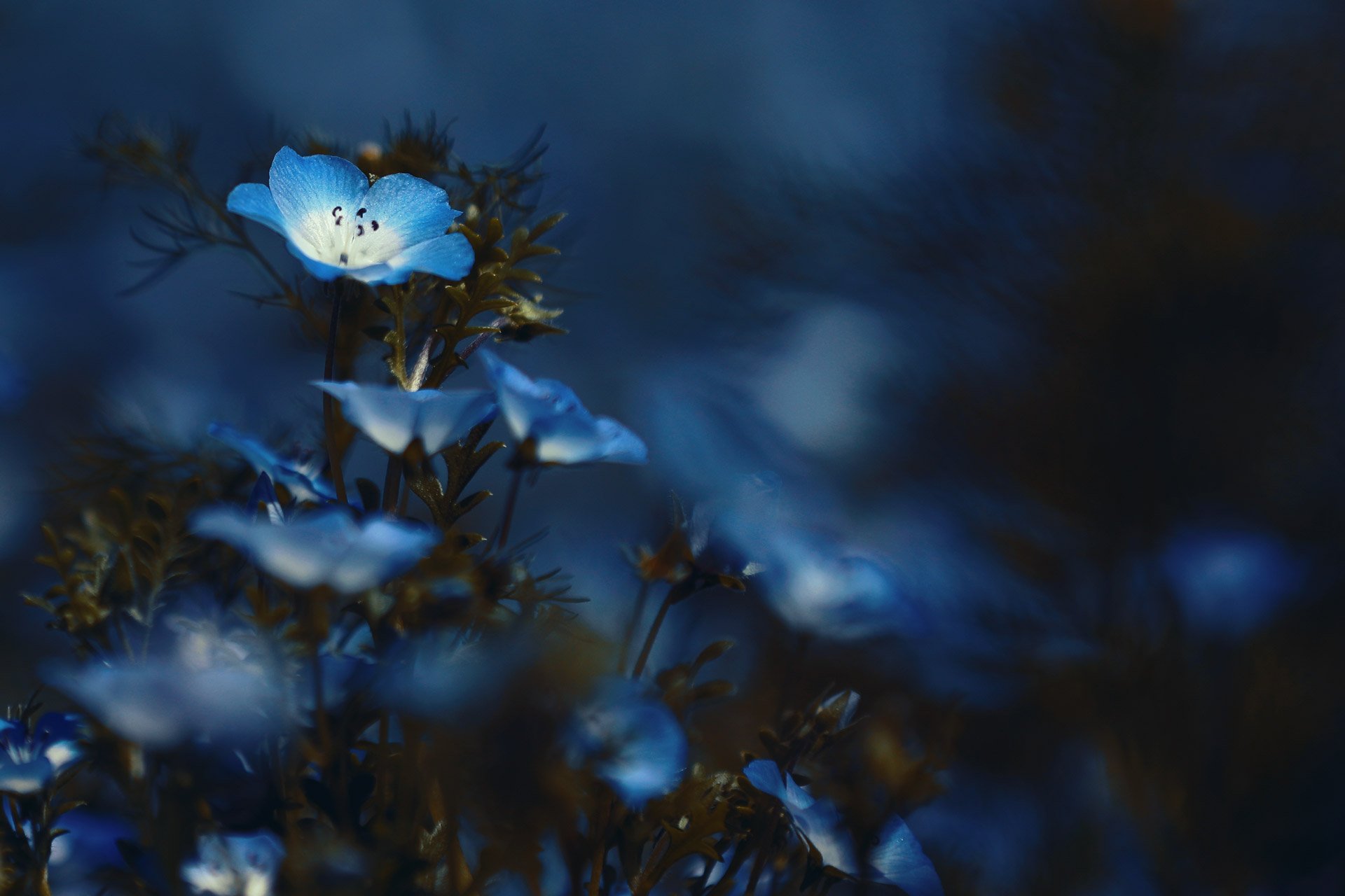 Twitter 上的 Neo Himeism 背景が暗めのネモフィラの素材を2種アップしました T Co L4m6rcgrsv 和名は 瑠璃唐草 ルリカラクサ 創作に使える素材 T Co Ivmsc29yt4 Twitter Twitter 上的 Neo Himeism 背景が暗めのネモフィラの素材を2種アップしました T Co L4m6rcgrsv 和名は 瑠璃唐草 ルリカラクサ 創作に使える素材 T Co Ivmsc29yt4 Twitter