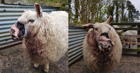 FarmingUK's tweet image. Police have released graphic photos to remind dog walkers of their responsibilities following several incidents of livestock worrying in Fife: #ruralcrime farminguk.com/News/Police-re…