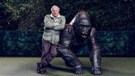 53. David Attenborough has met lots of Gorillas, so he knows that this is actually just a bronze statue of a Gorilla, and not actually a real Gorilla. #AttenboroughDay #Attenbirthday