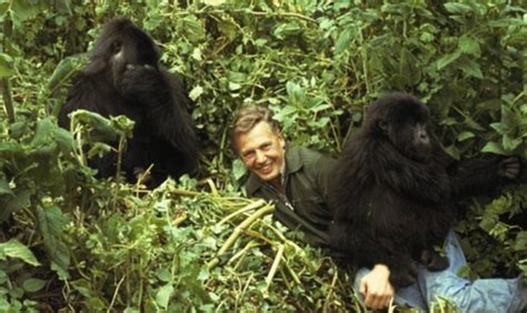 54. In fact, here is a photo of David Attenborough meeting real Gorillas. Real Gorillas think David Attenborough is just great. #AttenboroughDay #Attenbirthday