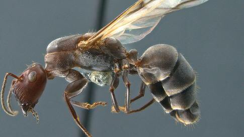 imakenerdslaugh's tweet photo. ‘Exploding Ant’ the Newest Species—Does #antman have this super power?  https://t.co/QLAzmJ7mkl https://t.co/WU41RkabVM
