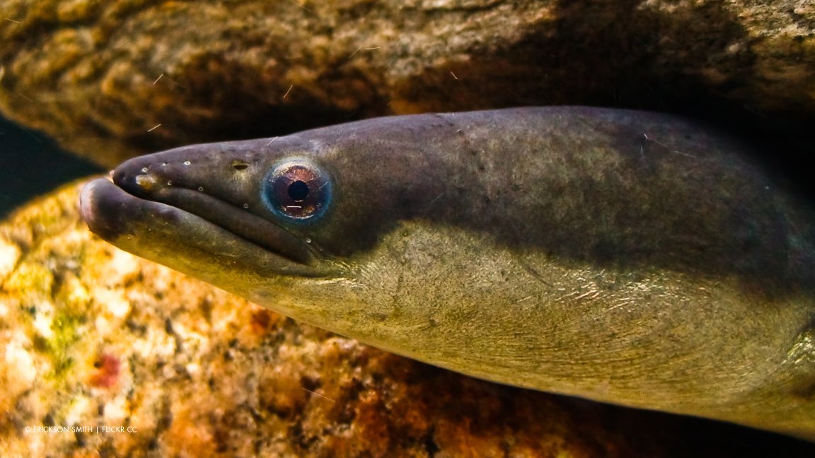 CWF_FCF's tweet photo. American Eels were once the most plentiful fish in the Ottawa River. Today, they are Endangered.
Find out what we're doing to #HelpTheEels with support from @energyottawa: https://t.co/b6exk9a1Nb #SpeciesAtRisk https://t.co/DqqOjb5ITM