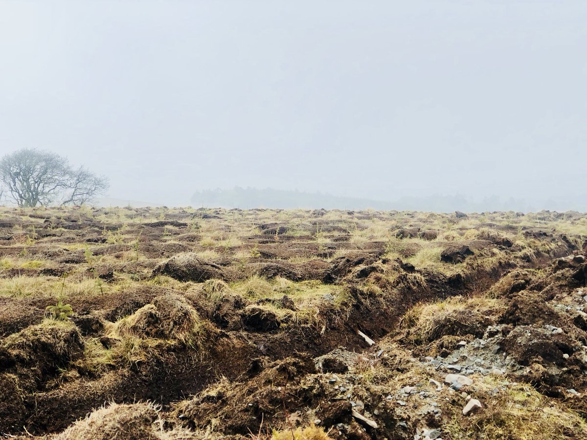 ContractChairCo's tweet photo. A sustainable forest planting site. Your kids may be using this babies in 40 years! #pefc #forest #sustainability #pefclockerbie https://t.co/58Zf5Ff5N0
