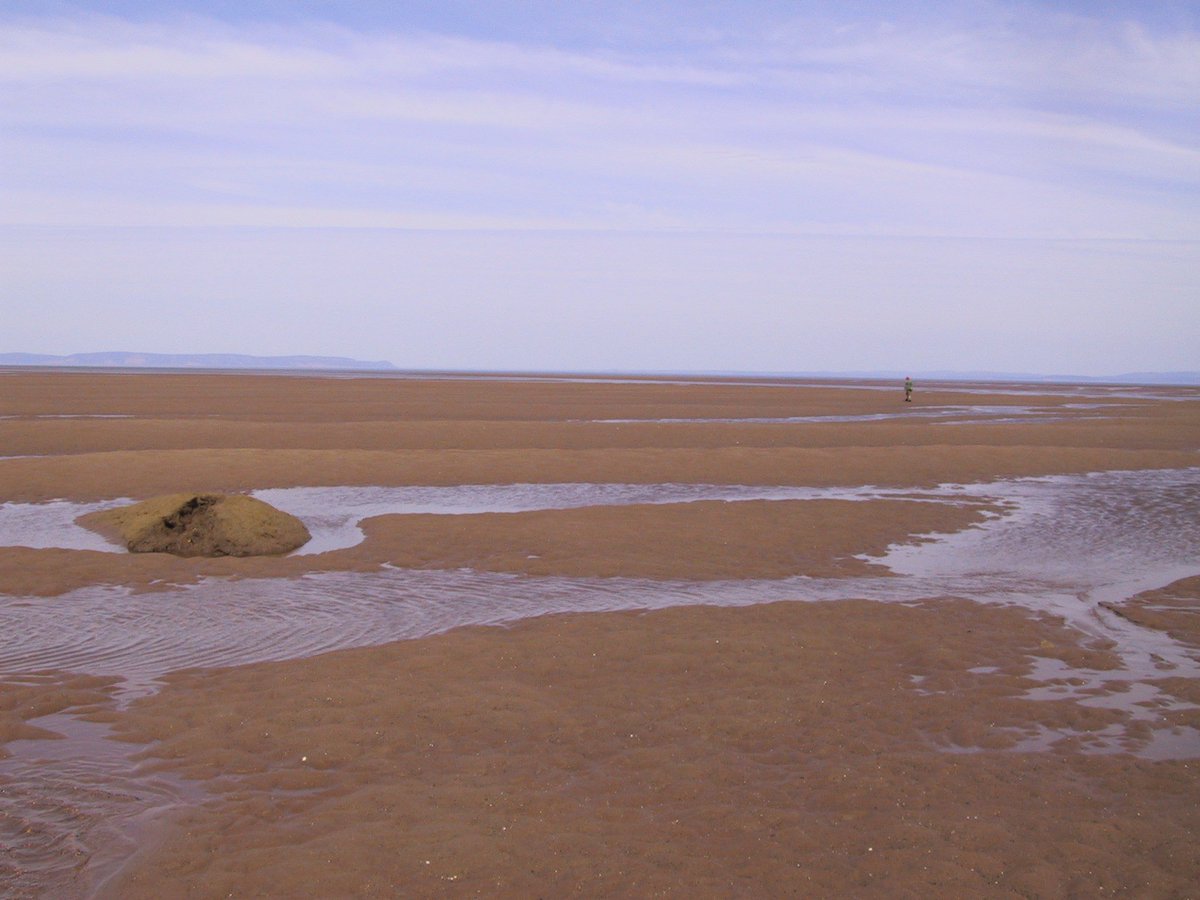 NW tip of loc 7: well-defined dunes at least 30 cm high come into existence in late Summer / early Fall. The area is usually without such relief in Spring, likely because of winter ice dynamics. Erratics such as the one in this pic are left by winter ice.  #MinasBasinTidal