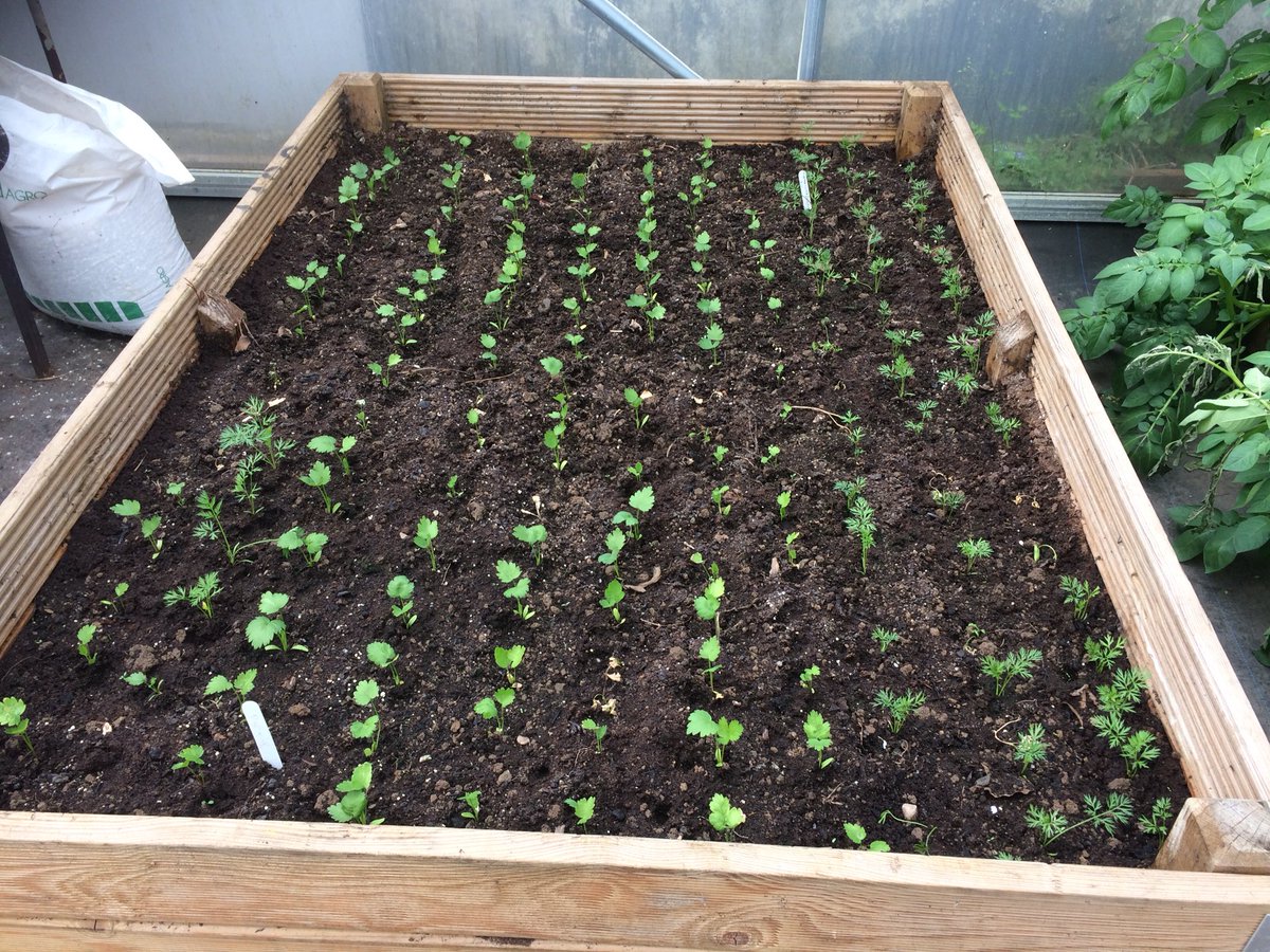 colnanonagle's tweet photo. Our polytunnel is in full bloom here! We’ve potatoes, carrots, parsnips, herbs, cereals, tomatoes 🍅and our strawberries 🍓 have just appeared https://t.co/9NZ2rm7EUo