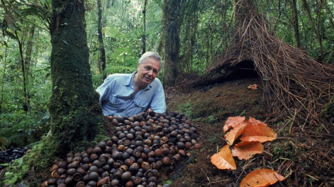 60. If you are looking for David Attenborough but cannot find him, have a look on the forest floor.He might be there. #AttenboroughDay #Attenbirthday