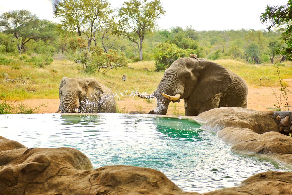 Everyone's favourite naturalist, broadcaster and explorer, David Attenborough, is 92 today! Want to make like the man himself? Take a look at our stunning range of wildlife holidays here bit.ly/2rsw5V2