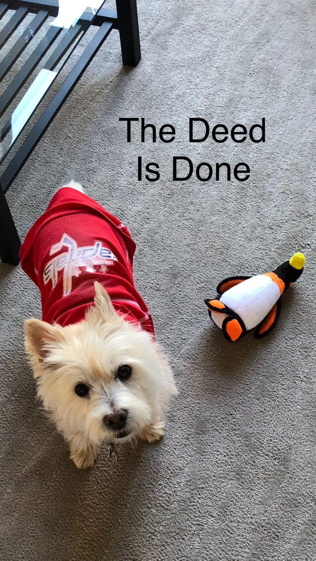 lizbrownkaiser's tweet photo. Huge Caps win over the Pittsburgh Penguins 🐧 last night—just ask the family dog! 🏒 #CapsPenguins @Capitals https://t.co/b6FZt2KPil