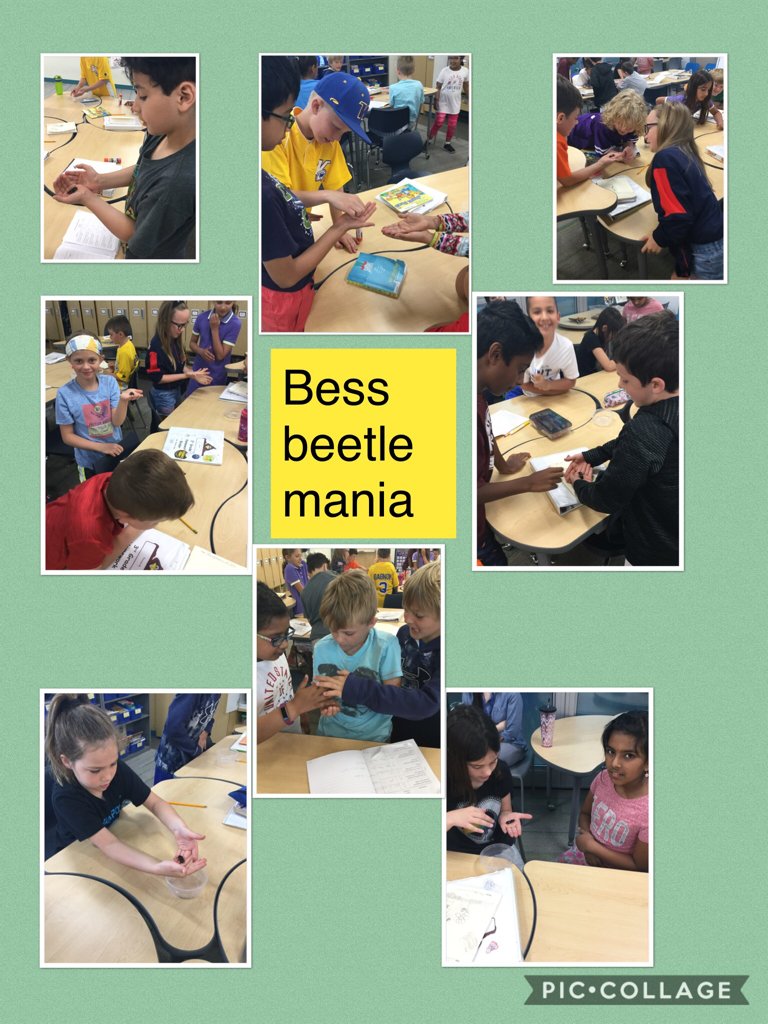 Bess beetle mania #piccollage piccollage.com/_VLeDNlSp