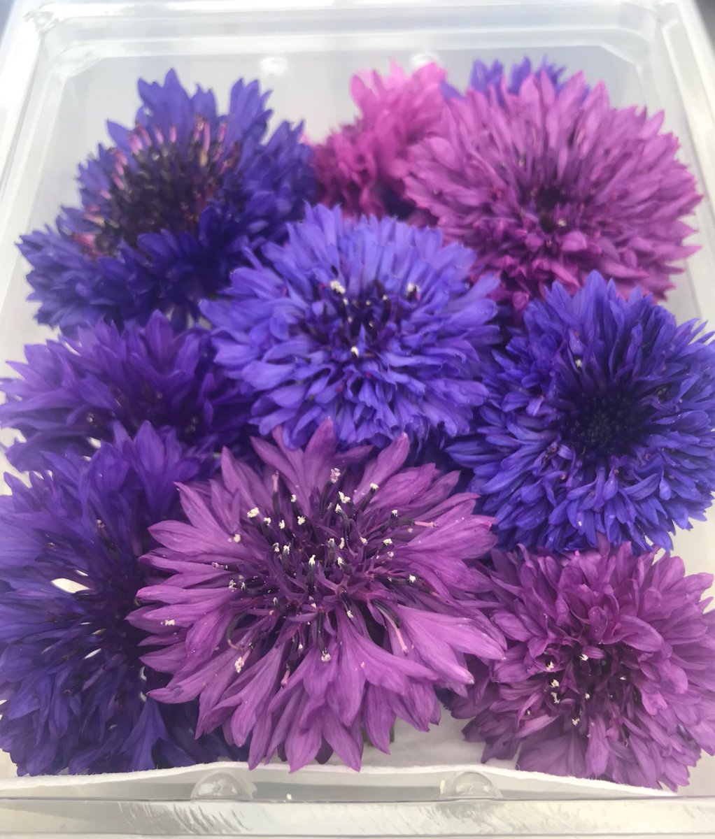 BranaganLisa's tweet photo. Welcoming the arrival of Cornflowers 🌸🌸🌸.... Oh how we’ve missed you!  #edibleflowers #brititishflowers #chefstable #Chefs #chefstablepastry https://t.co/6oKoaGaKEr