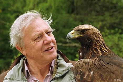 67. This Golden Eagle is trying to play it cool, but really she is extremely excited to see David Attenborough. #AttenboroughDay #Attenbirthday