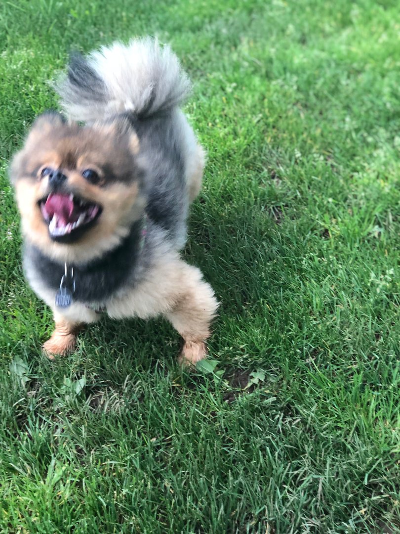 The_NAVC's tweet image. they thought they could bamboozle me BUT I HECKING FETCHED. THAT. BALL. #NAVCpettakeover