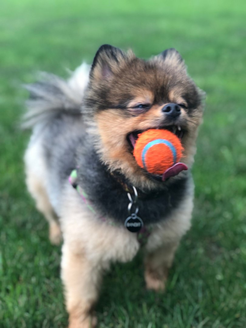 The_NAVC's tweet image. they thought they could bamboozle me BUT I HECKING FETCHED. THAT. BALL. #NAVCpettakeover