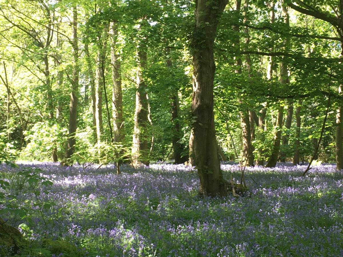 Langley_Prep's tweet photo. Our beautiful bluebells look particularly stunning in today's sunny weather! #BigBluebellWatch @WoodlandTrust @FSANorfolk @FSAForestSchool https://t.co/Wk8liLp5Ys