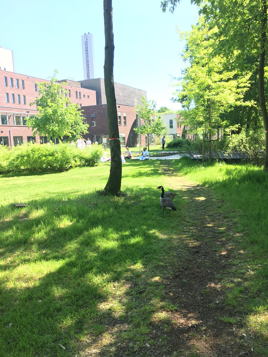 WelmoedBV's tweet photo. Prachtig groen nu in het MeanderPark, ook de ganzen doen een wandelingetje #revalidatietuin #inspiratiepad #vriendenvanmeander #Eem @MeanderMC https://t.co/WhfhNYCupC