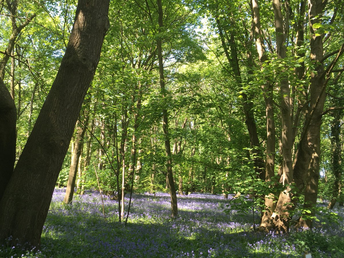 Langley_Prep's tweet photo. Our beautiful bluebells look particularly stunning in today's sunny weather! #BigBluebellWatch @WoodlandTrust @FSANorfolk @FSAForestSchool https://t.co/Wk8liLp5Ys
