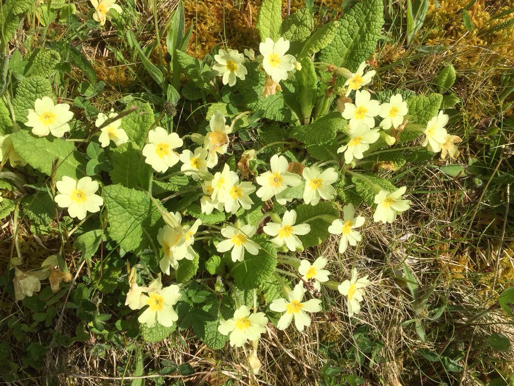 mogobriain's tweet photo. A wall of #Primroses enriched by #Bluebells adds beauty to field margin at #Dooniver #AchillIsland this morning https://t.co/KLnhLOGwKD
