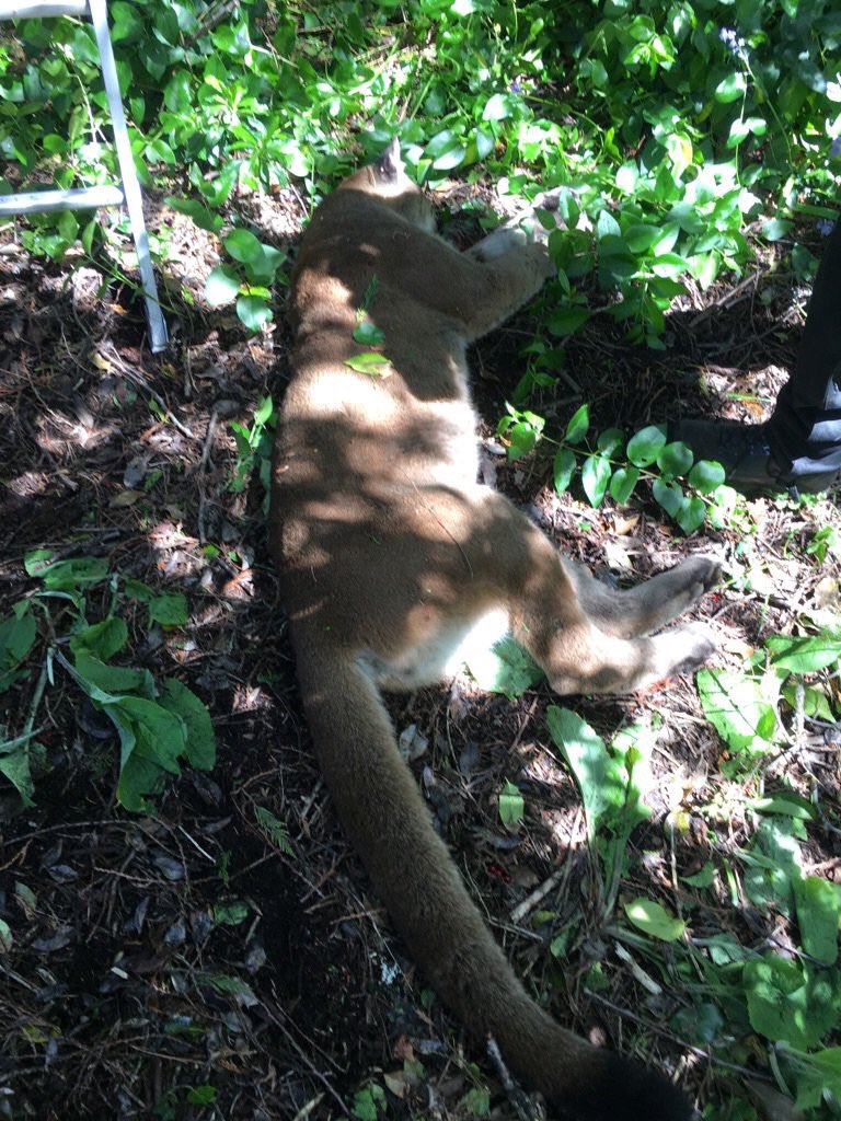 PKOLS_MtDouglas's tweet photo. This is the cougar captured just east of the park. Remember, stay alert &amp;  keep dogs (and children) under control in the woods. The risk of harm from a cougar in Mt Douglas Park is very low. If you do encounter one talk to it while you retreat backwards to a place of safety. https://t.co/mi7FUzwbt1