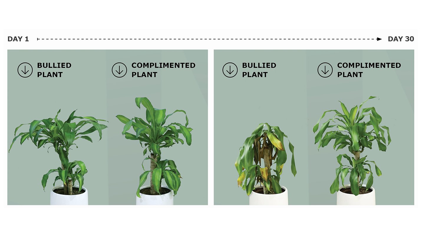 shots.net on Twitter: "IKEA & @MemacOgilvy bully plants to demonstrate the power of insults in this quirky social experiment: https://t.co/5HuAjlCJQh <sub> https://t.co/jq34RkLxxl" / Twitter
