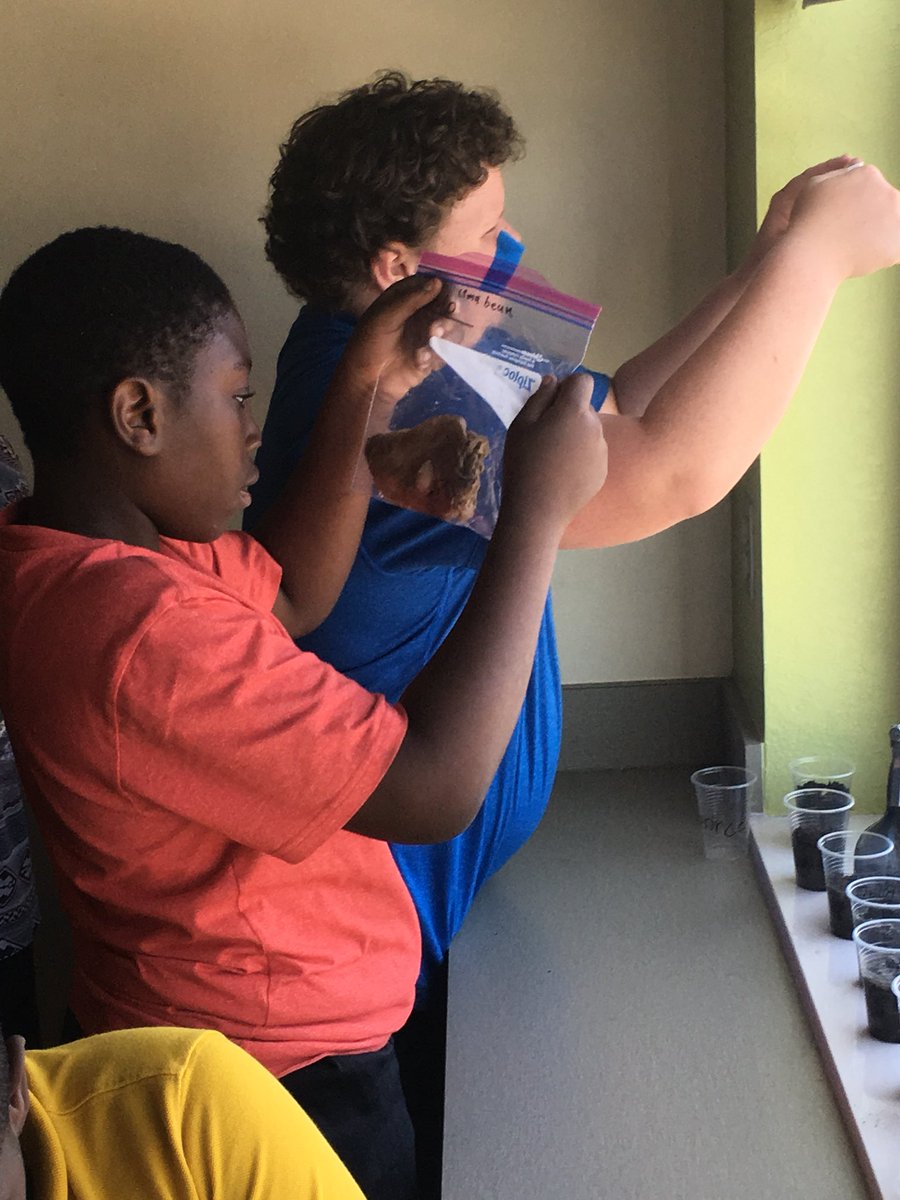MrsQuadagnoTCS's tweet image. Observing our #BabyLimaBeans and watching them germinate! #5thLearning #TCSscience #5thScience