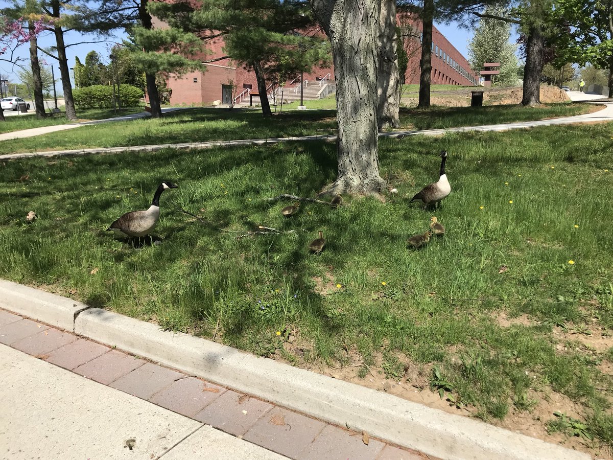 WP_GreenTeam's tweet photo. Next generation of WP residents on its way #wpgreen https://t.co/ghCiG5rTkj