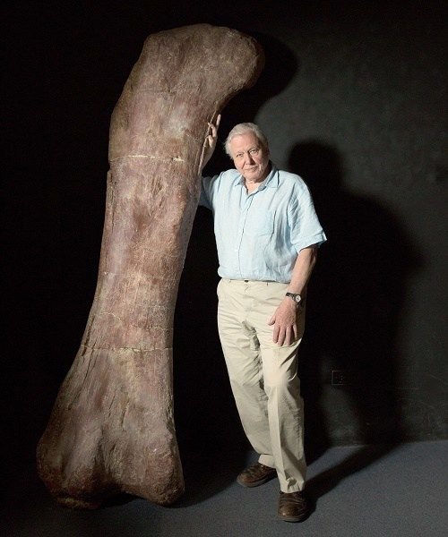 79. And David Attenborough likes very large things. #AttenboroughDay #Attenbirthday