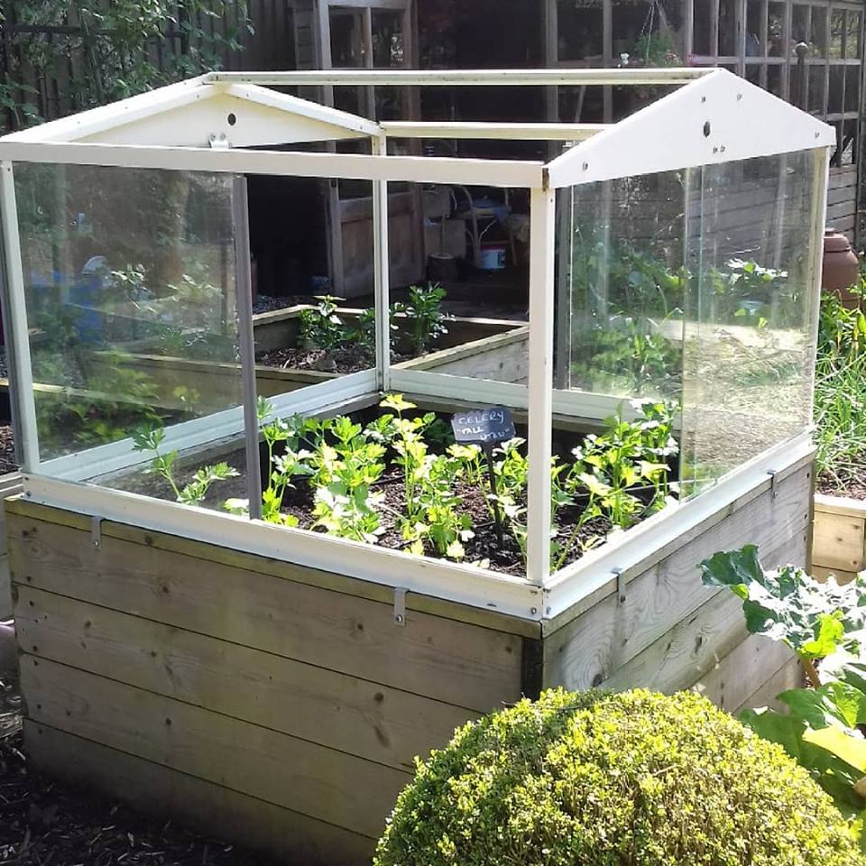 HarrodHort's tweet image. Celery "Tall Utah" planted out into a raised bed. The cold frame will help protect the crop from any cold nights.
#celery #coldframe #raisedbed #organic #growyourown harrodhorticultural.com/stephanies-kit…
