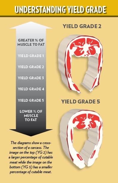 Meat Yield Percentage Chart