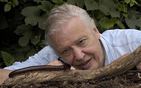 82. Without David Attenborough, few of us would know the beauty of a Millipede. #AttenboroughDay #Attenbirthday