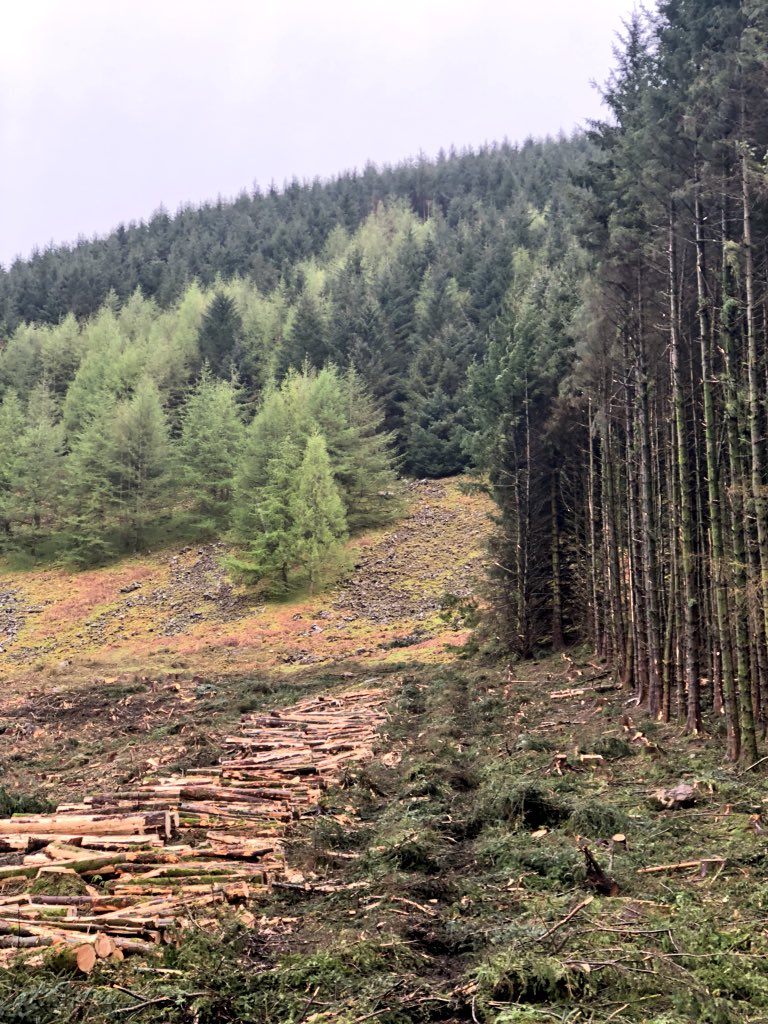 ContractChairCo's tweet photo. Harvesting timber from a forest smells a lot like Christmas #pefc #pefclockerbie https://t.co/4b2NKFoFMw
