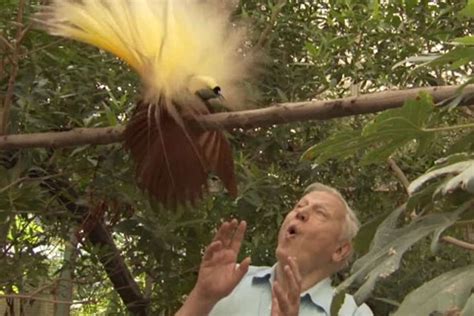 84. There would definitely be a lot less footage of birds of paradise if it were not for David Attenborough. #AttenboroughDay #Attenbirthday