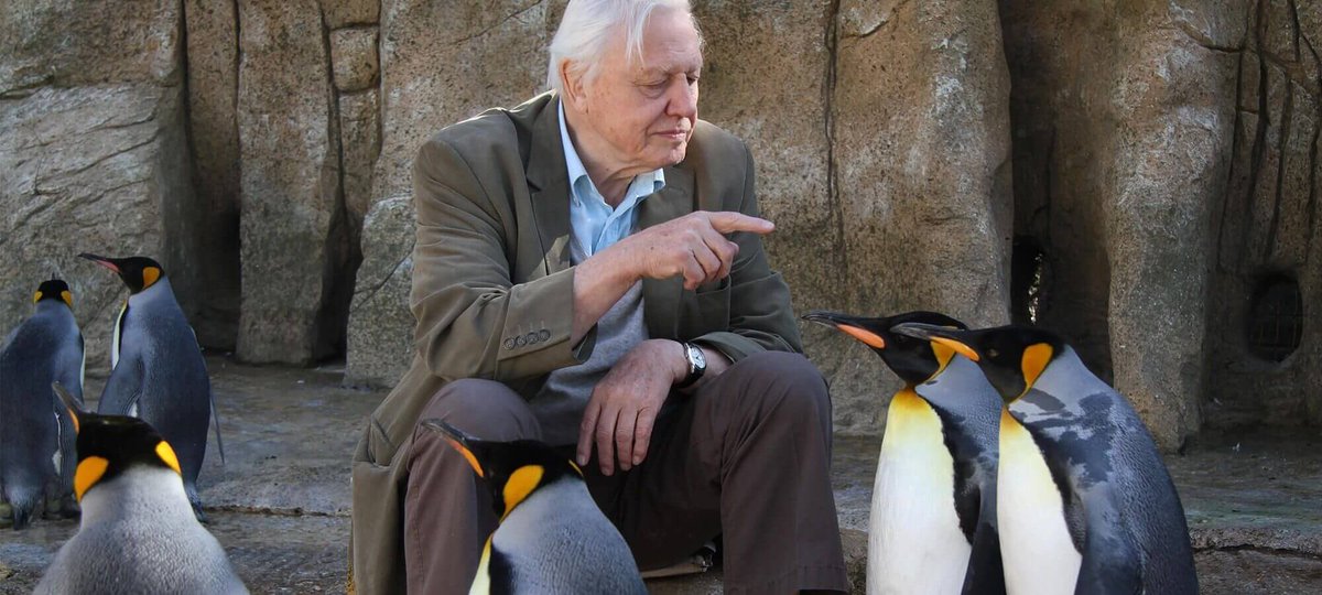 Birdland_'s tweet photo. Happy Birthday Sir David Attenborough from everyone here at Birdland, including the penguins! https://t.co/tosQoIf5pA
