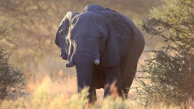 HarpSealsDotOrg's tweet photo. .@HRHHenryWindsor @RoyalFamily @KensingtonRoyal @thetimes @DailyMailUK Congratulations #PrinceHarry & #MsMarkle on your upcoming #nuptials! Please reconsider #Namibia 4 your #honeymoon: #TrophyHunting & #Capefurseal #slaughter still #legal. https://t.co/aDZagvXHca