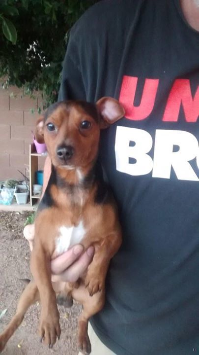 Lost Dogs Arizona S Tweet Found Dog 05 07 2018 Maricopa Co