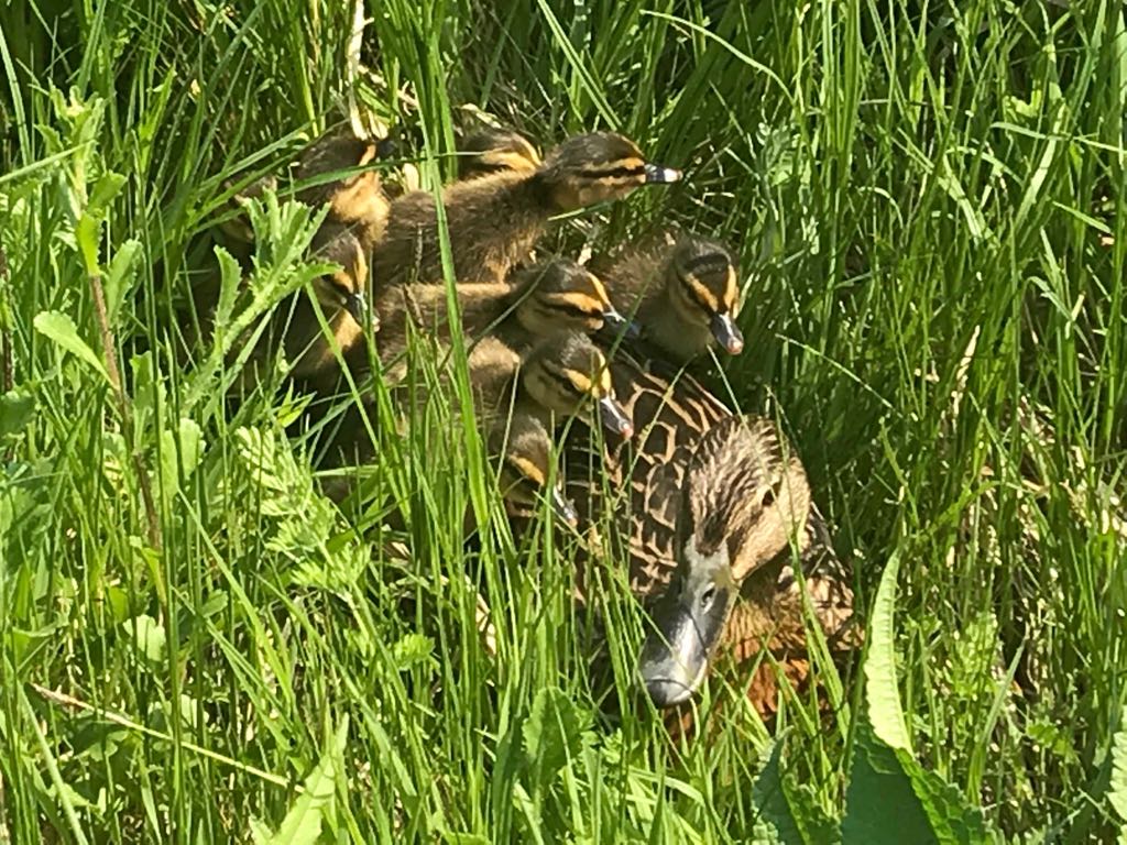 Its not only fires and RTC's. Huey, Dewey, and Louie were rescued by fire crews today after a member of the public heard chirps coming from a nearby drain. All children were returned to their relieved mother without injury #animalrescues #gerrardscross #allinadayswork #ducktales