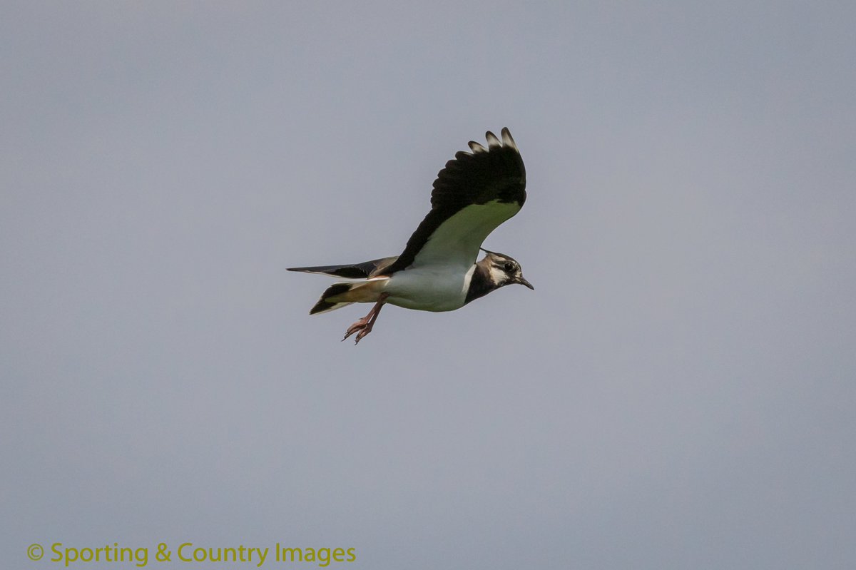 TonyRaine1's tweet image. Lots of Lapwings spotted on the moors of Durham yesterday , would we see any on land thats was left and not managed by Farmers/Gamekeepers &amp;amp; Landowners 
@Gameandwildlife @NationalGamekee @garethBASC  @CurtisMossop