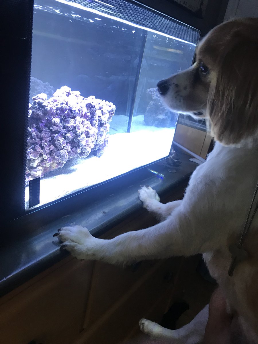 Look at how cute he is looking at the <a href="/BiotaAq/">Biota Aquariums</a>