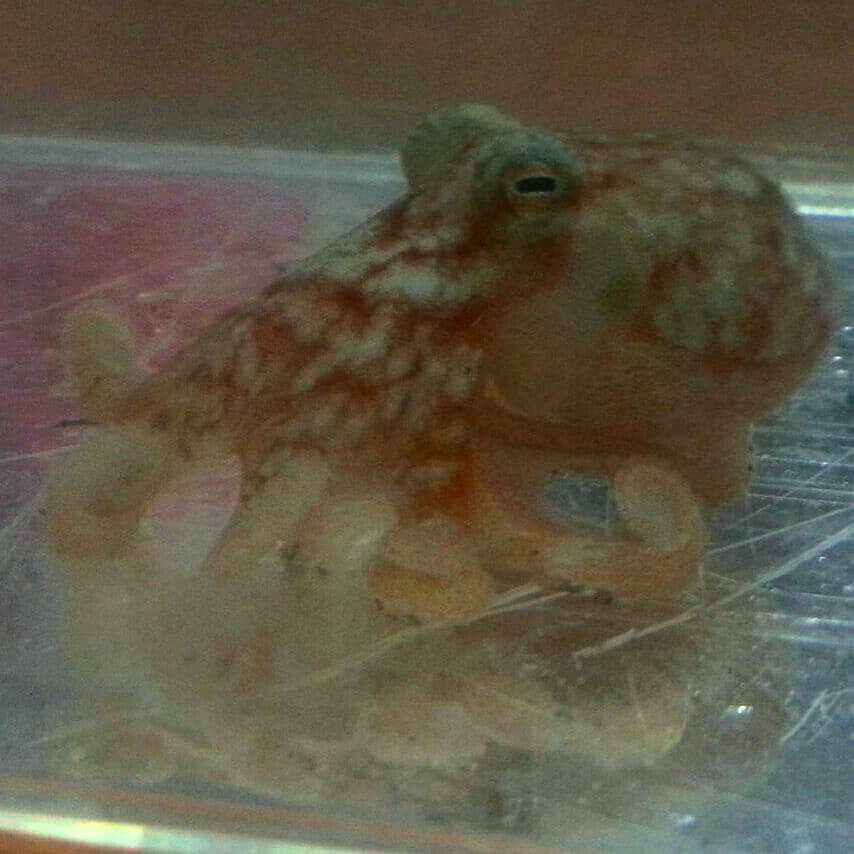 SeafloorScience's tweet photo. A friendly octopus π we caught in a benthic trawl on a cruise in the Celtic Sea. What a cutie! π
-
Obviously we put him back safely to octopus another day.
-
#JusticeForCephalopods #octopus #ArmsNotTentacles #WhatACutie #8arms #benthic #benthictrawl β¦ https://t.co/cNk9qcdPcU https://t.co/1FnHivNTfe